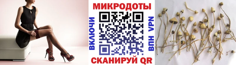 Псилоцибиновые грибы Psilocybe  кракен рабочий сайт  Зеленоградск  где купить наркоту 